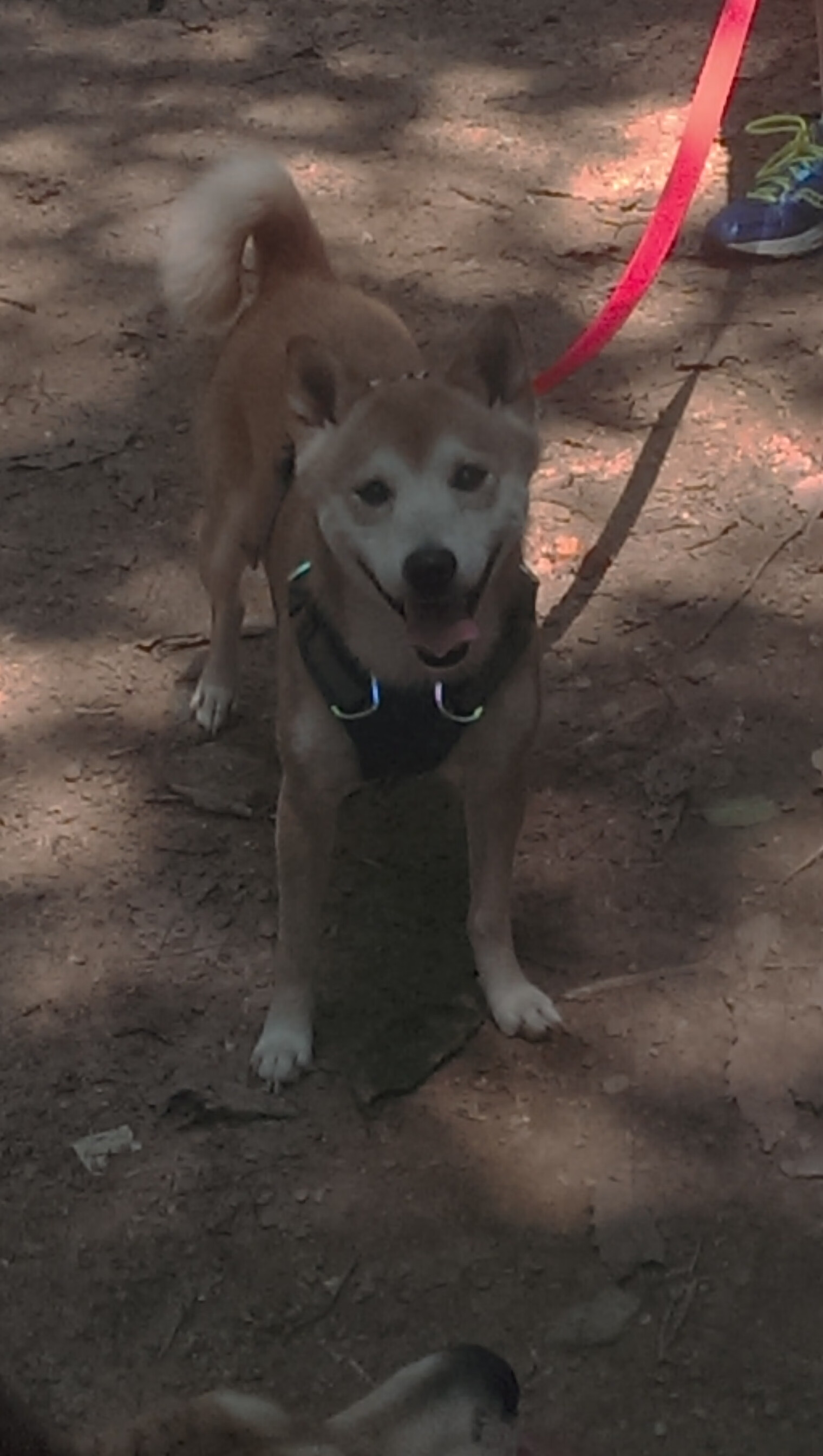 “明星+普通人”的奇妙结合：篮球联谊创造无限可能，篮球明星合体照