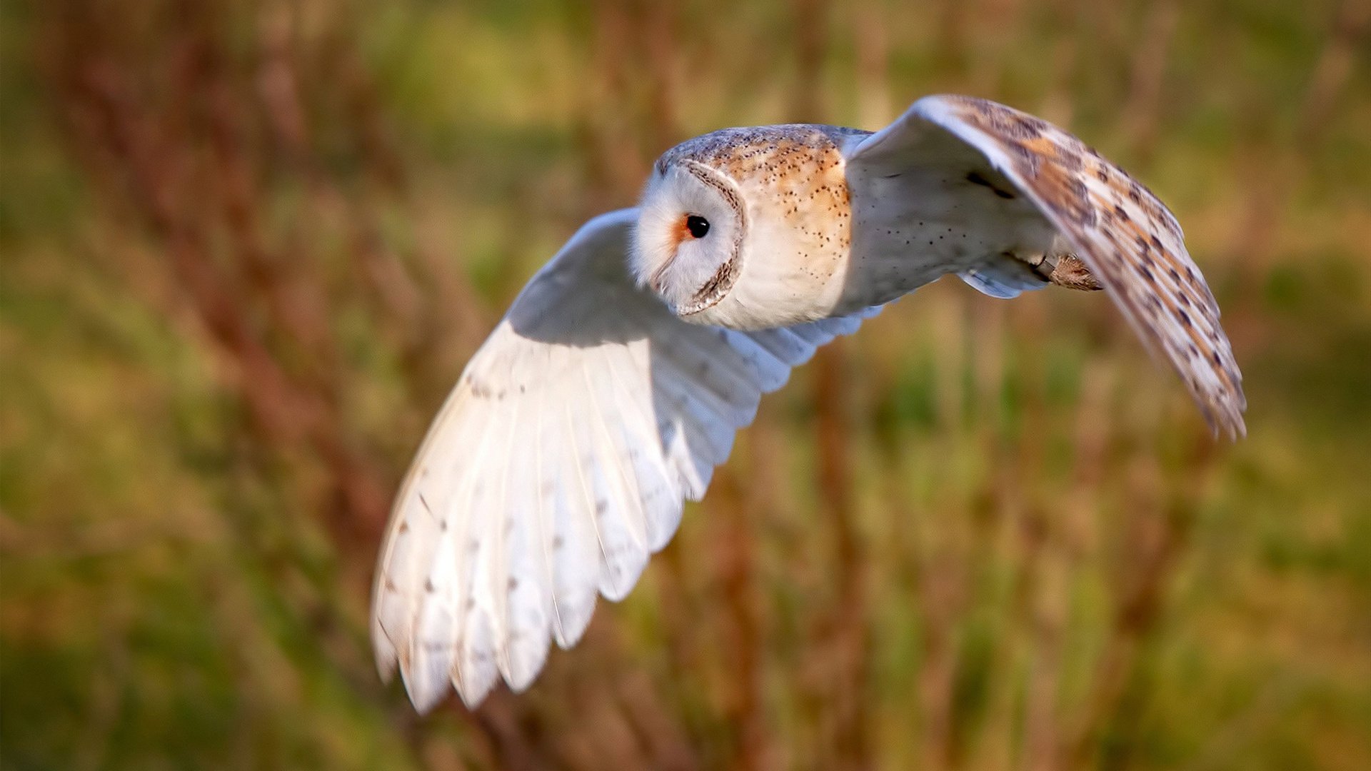 冬季雪域滑雪王者争霸，雪地上的速度与耐力，雪景滑雪