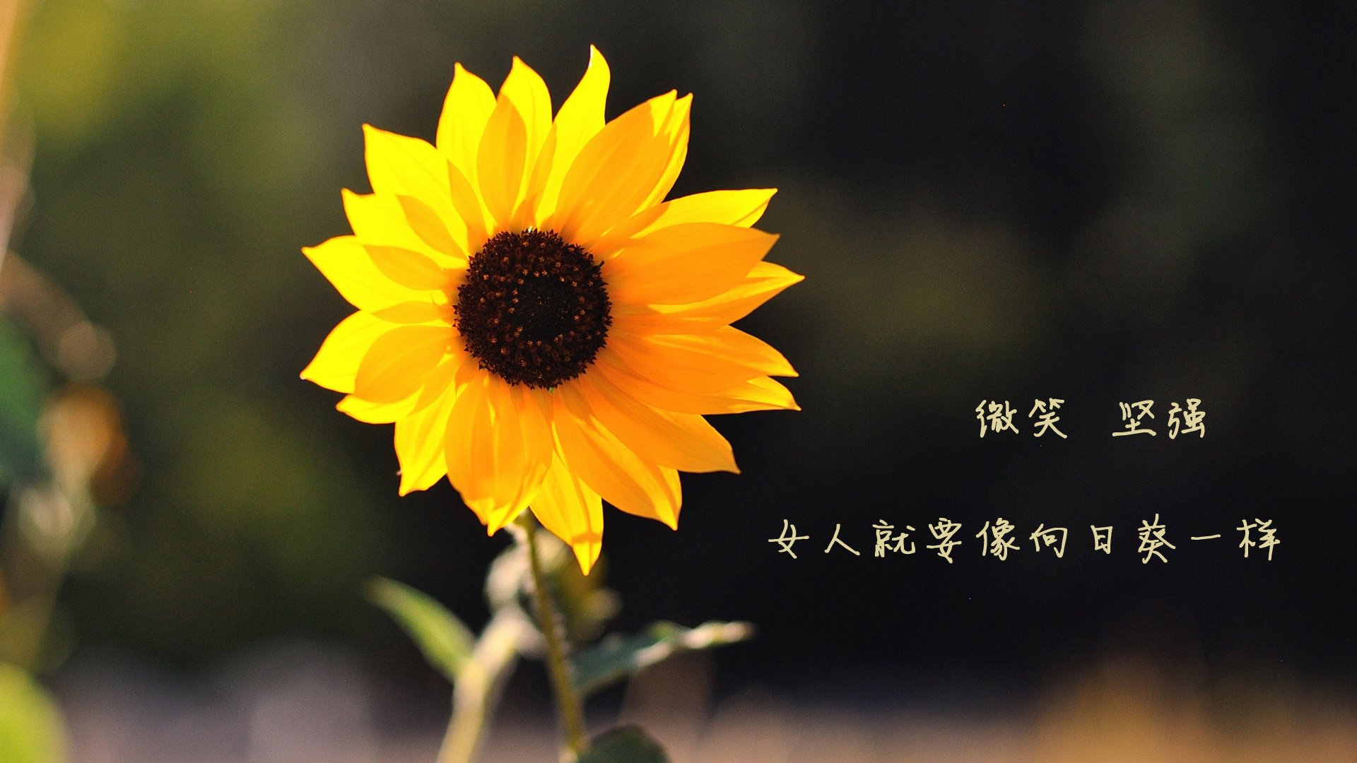 _快船新援威力惊人,助队稳住局势_,快船队新闻