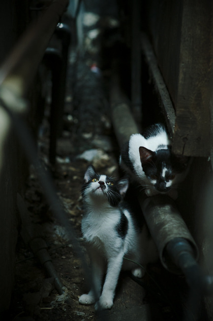 kaiyun.com-《盘点2025年度最火爆电竞赛事TOP10》，电竞赛事影响力排行2020